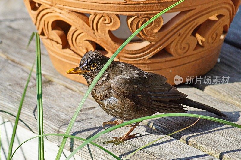 鸟-黑鸟雌Turdus merula正在池塘洗澡。德国拜仁。